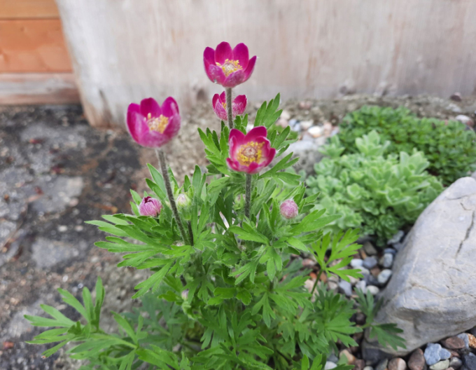 Moară de vânt ´Annabella Deep Rose´