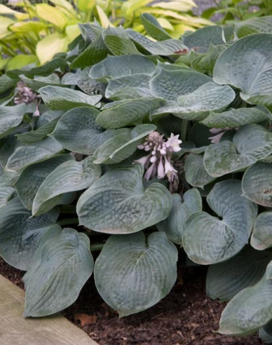 Hosta ´Bressingham Blue´