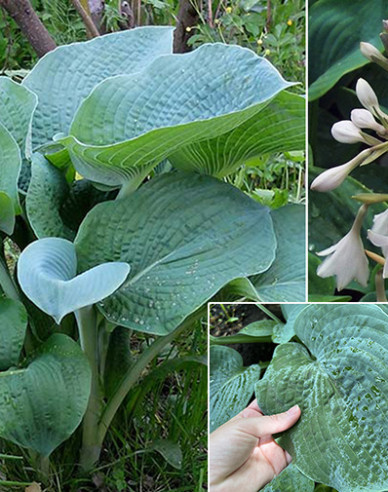 Hosta ´Bressingham Blue´