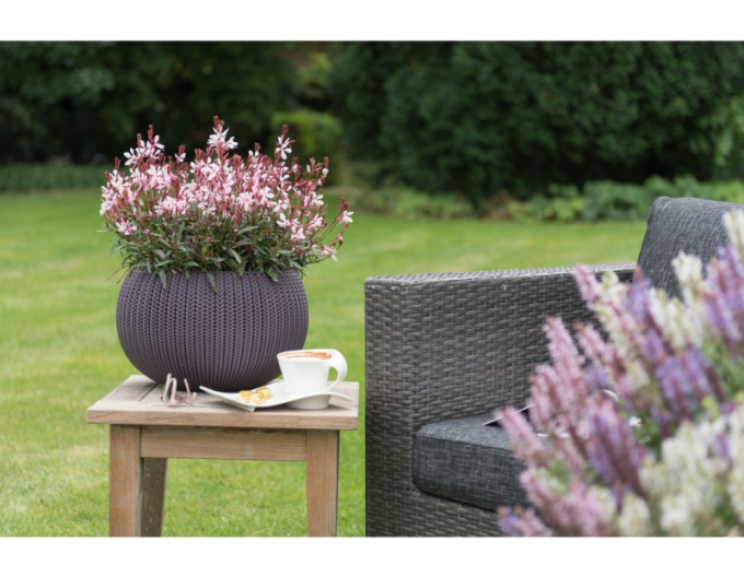 Gaura Graceful Pink