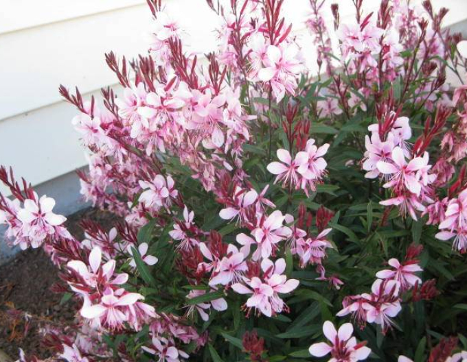 Gaura Graceful Pink