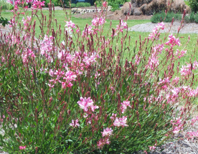 Gaura Graceful Pink