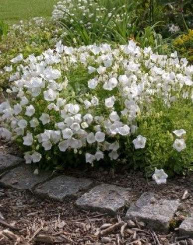 Floarea clopotului din Carpați ´Pearl White´