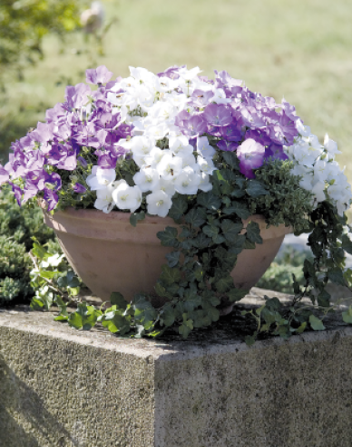 Floarea clopotului din Carpați ´Pearl White´