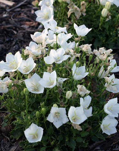 Floarea clopotului din Carpați ´Pearl White´