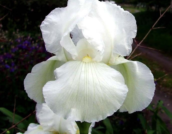 Iris german Glacier