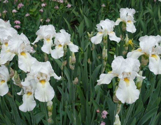 Iris german Glacier