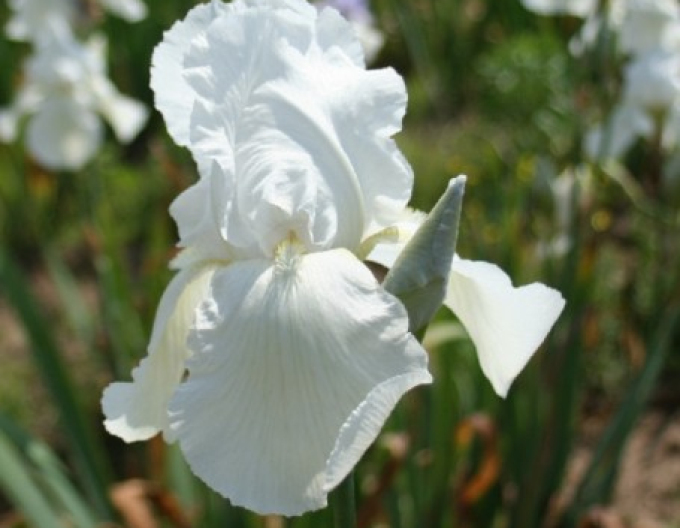Iris german Glacier
