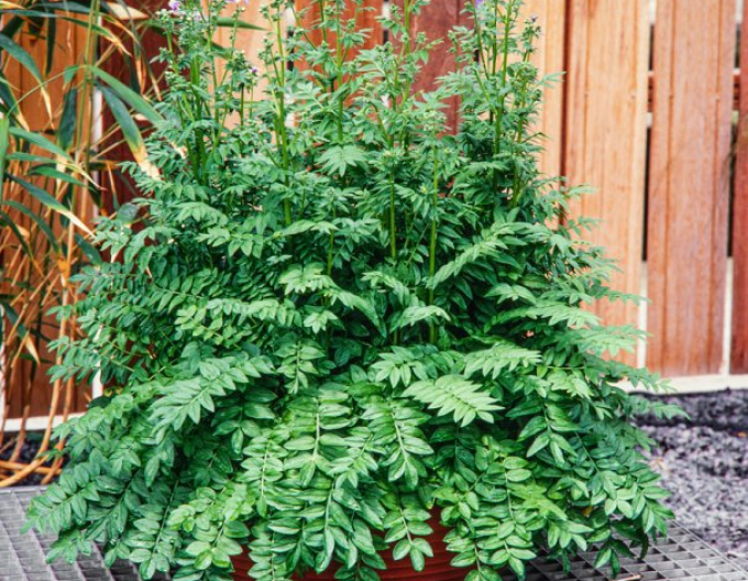 Warty alb ´Bambino albastru´