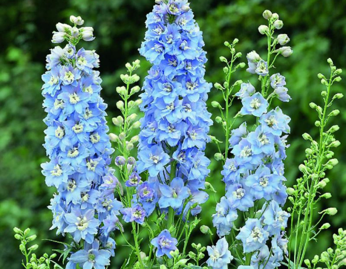 Delphinium Light Blue White Bee