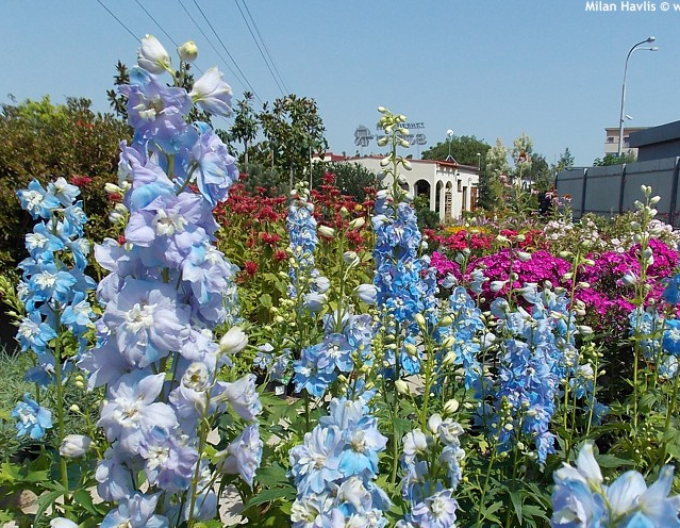 Delphinium Light Blue White Bee