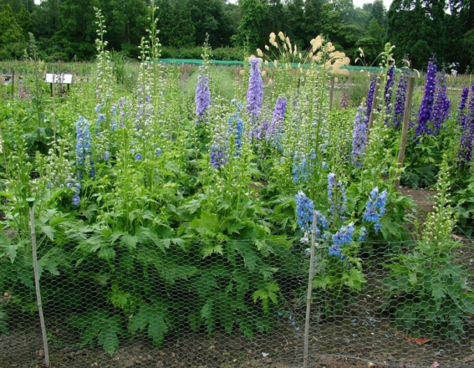 Delphinium Light Blue White Bee