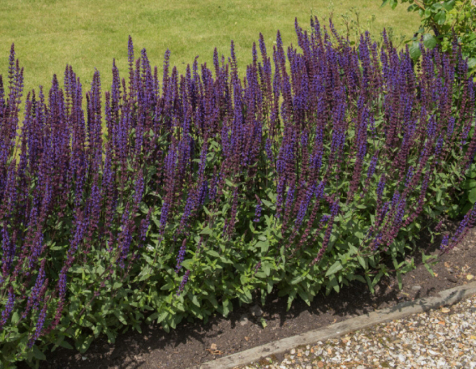 Salvie Synchro Blue