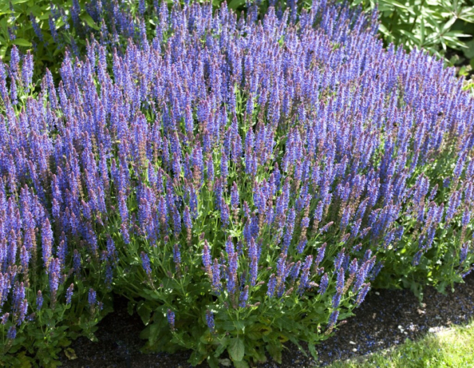 Salvie Synchro Blue
