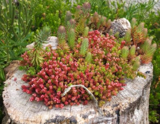 Lydian stonecrop