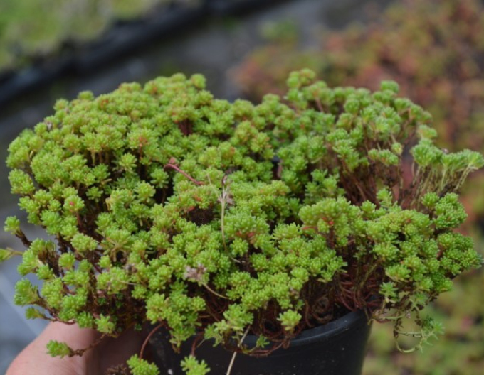 Lydian stonecrop