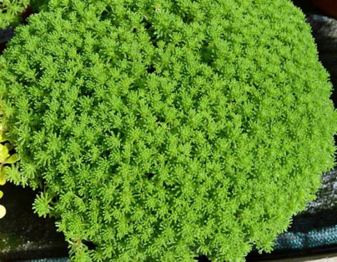 Lydian stonecrop