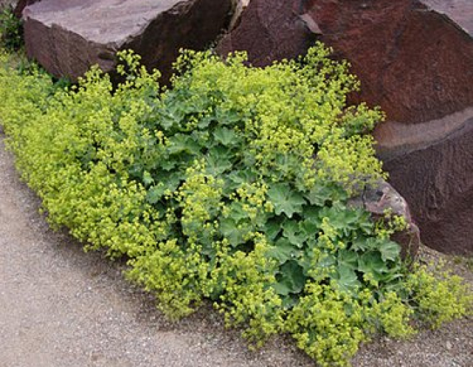 Alchemilla moale ´Irish Silk´