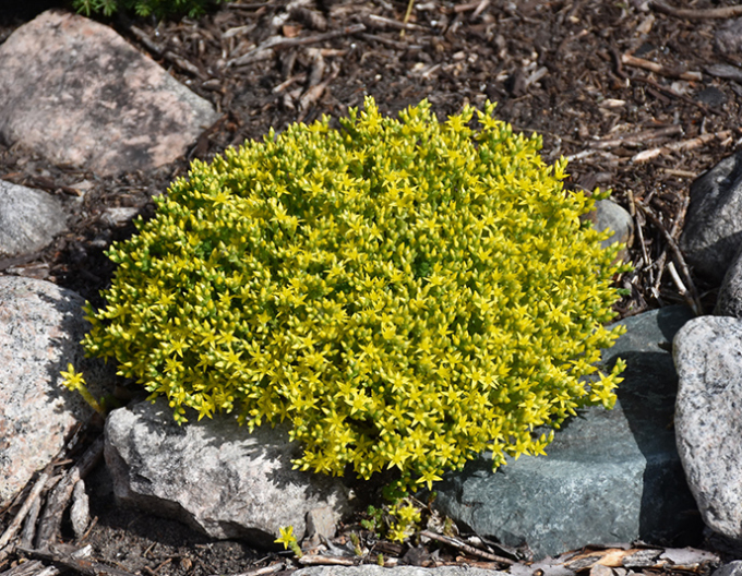Stonecrop Aureum