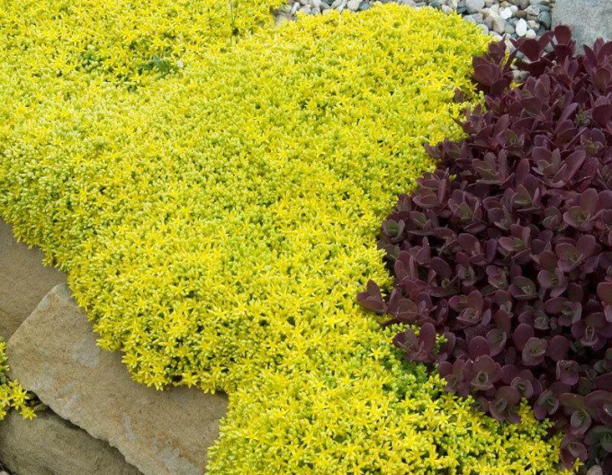 Stonecrop Aureum
