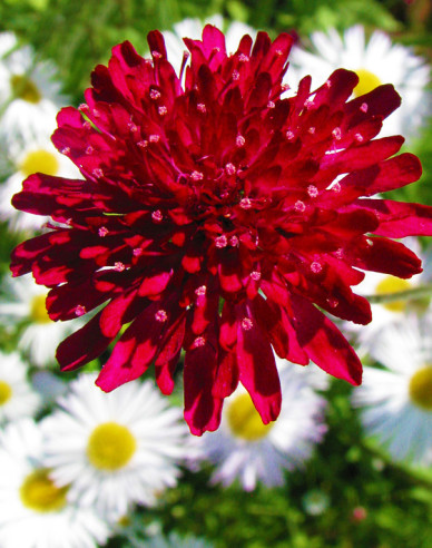 Knautia macedoneană