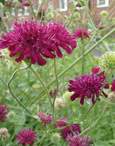 Knautia macedoneană