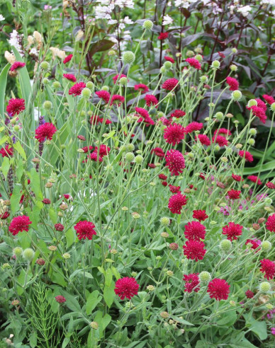 Knautia macedoneană