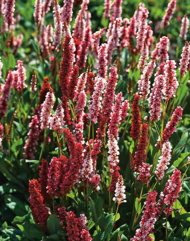 Persicaria - Răculeț ´Darjeeling Red´