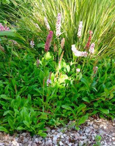 Persicaria - Răculeț ´Darjeeling Red´