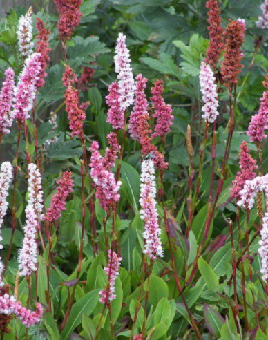 Persicaria - Răculeț ´Darjeeling Red´