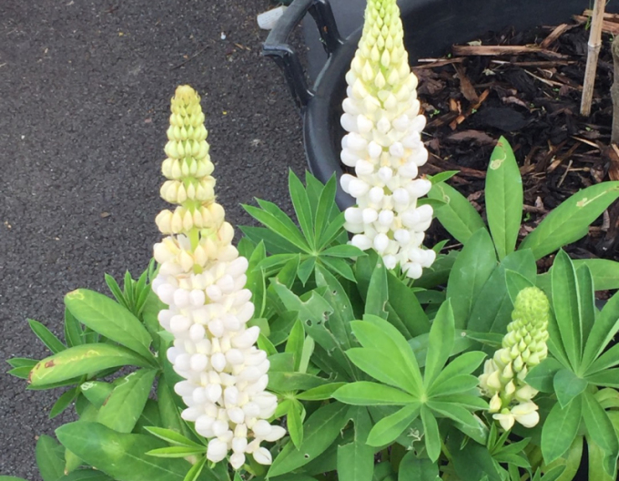 Lupin  Nuanțe albe