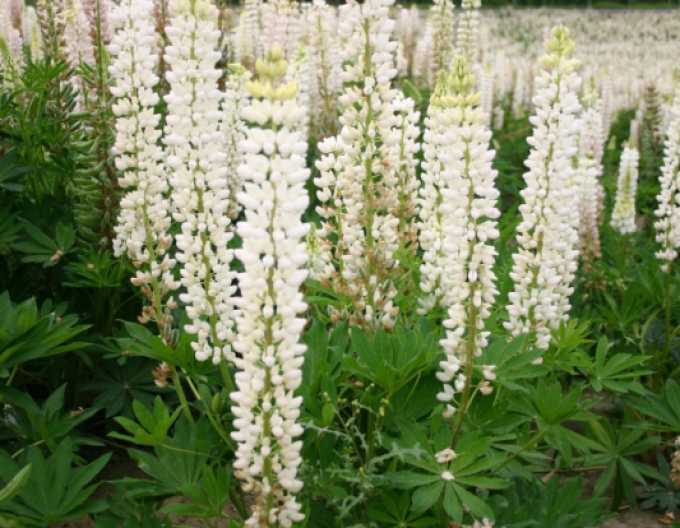 Lupin  Nuanțe albe