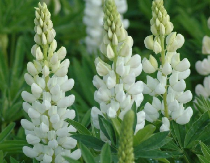 Lupin  Nuanțe albe