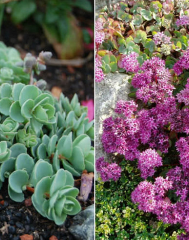 Stonecrop Bright Pink