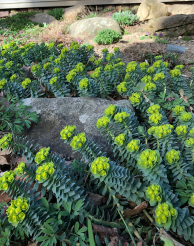 Euphorbia