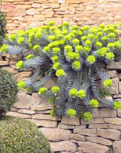 Euphorbia