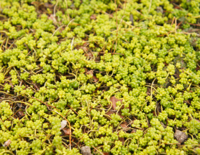 Stonecrop alb