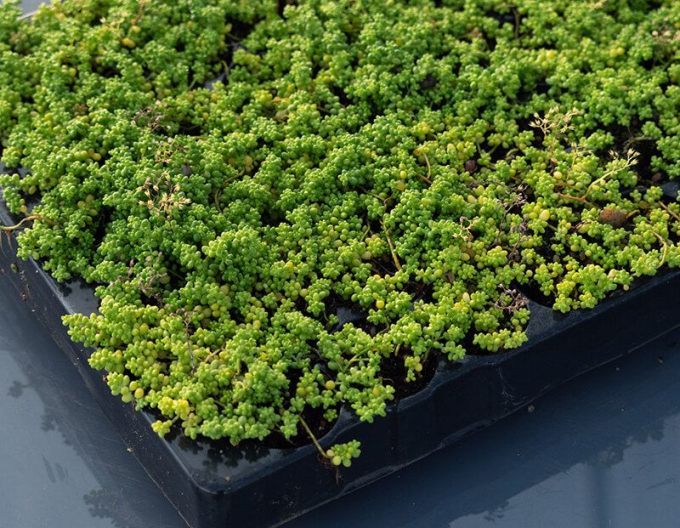 Stonecrop alb
