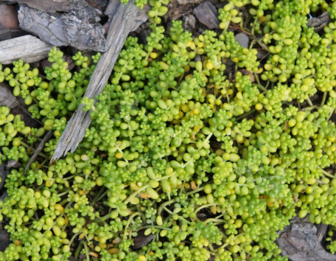 Stonecrop alb