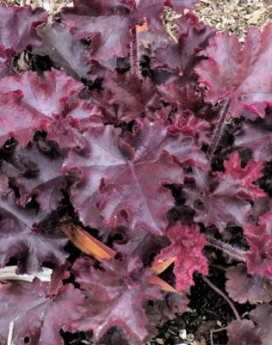 Heuchera Melting Fire