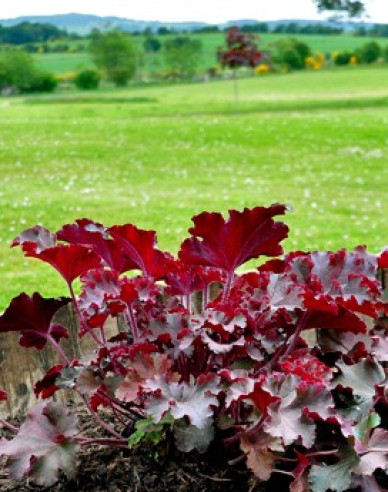 Heuchera Melting Fire