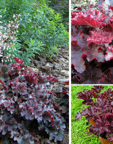 Heuchera Melting Fire