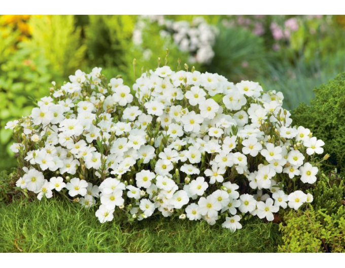 Arenaria ´Blizzard Compact´