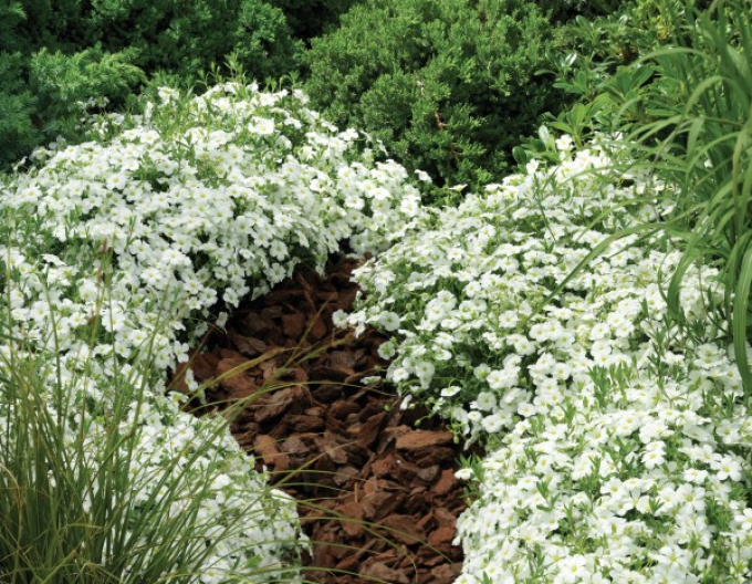 Arenaria ´Blizzard Compact´