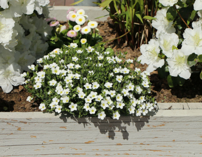 Arenaria ´Blizzard Compact´