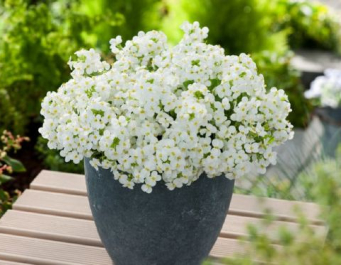 Gâscariță ´Little Treasure White´