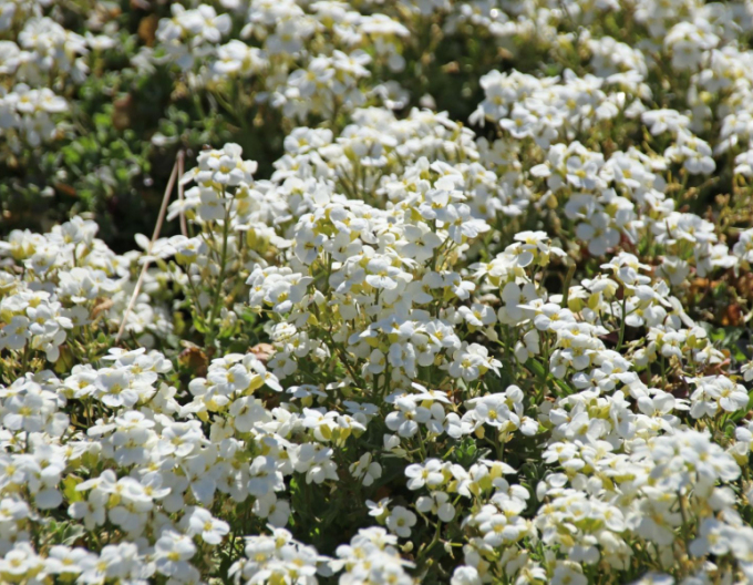 Gâscariță ´Little Treasure White´