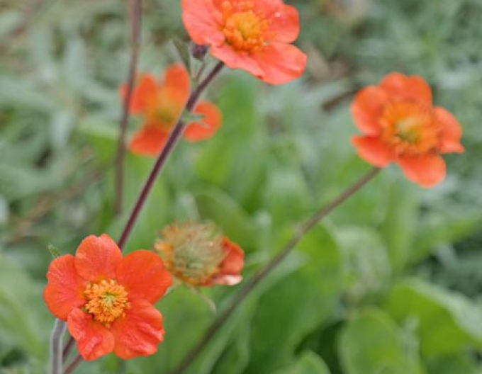 Geum ´Tosai´