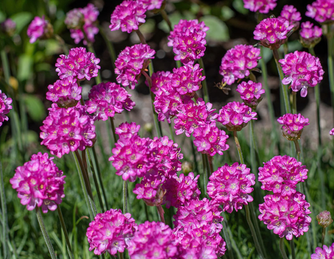 Iarbă Armada Rose