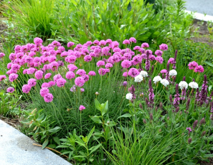 Iarbă Armada Rose